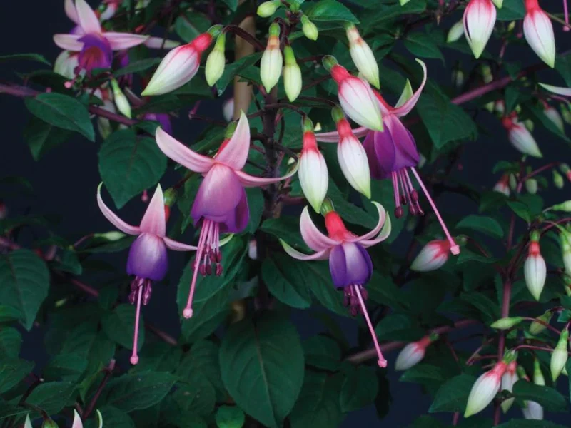 Ellebel — Fuchsia
