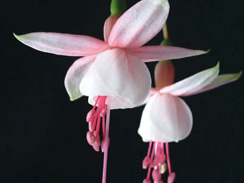 Elma — Fuchsia