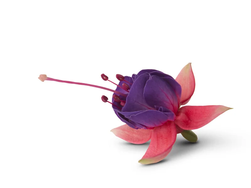 Faya — Fuchsia