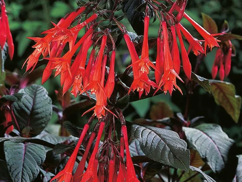 Gartenmeister Bonstedt — Fuchsia