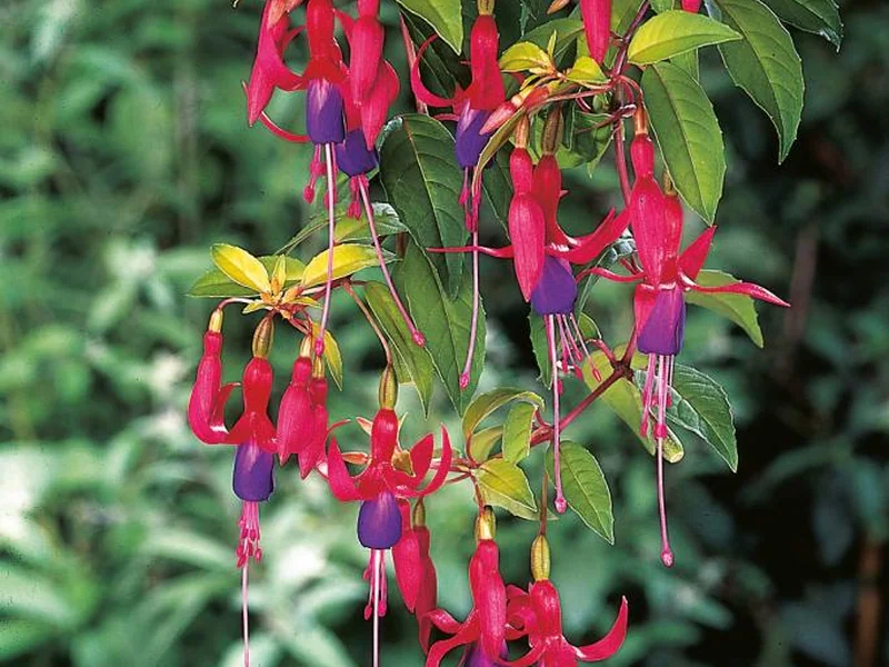 Genii — Fuchsia