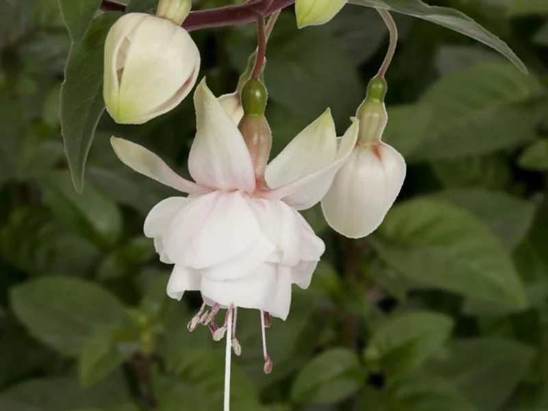 Harry Gray — Fuchsia