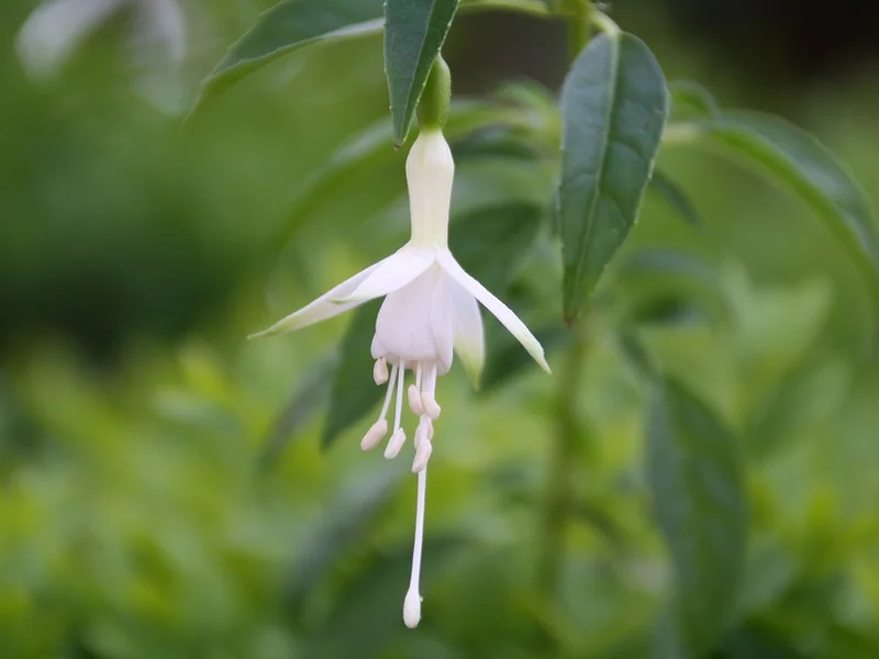 Hawkshead — Fuchsia