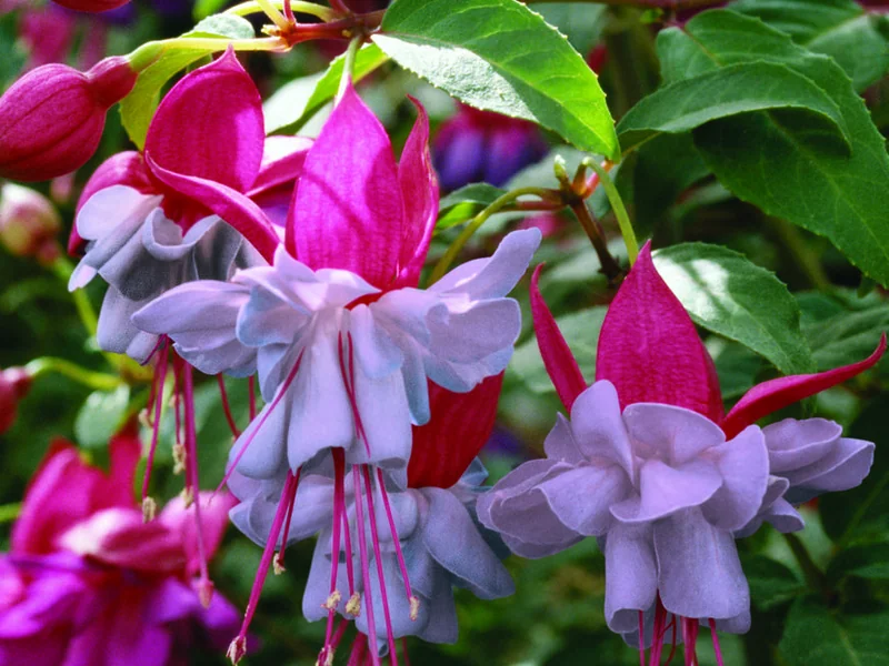Heidi Ann — Fuchsia