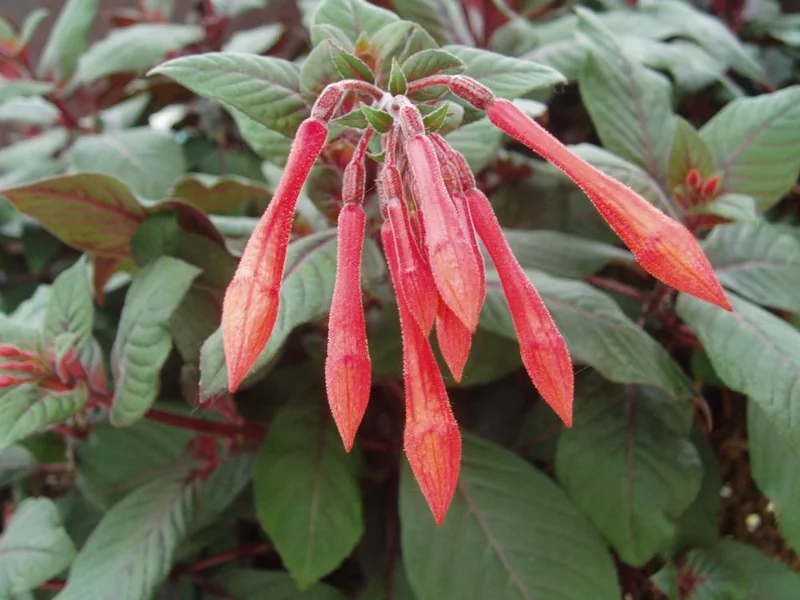 Insulinde — Fuchsia