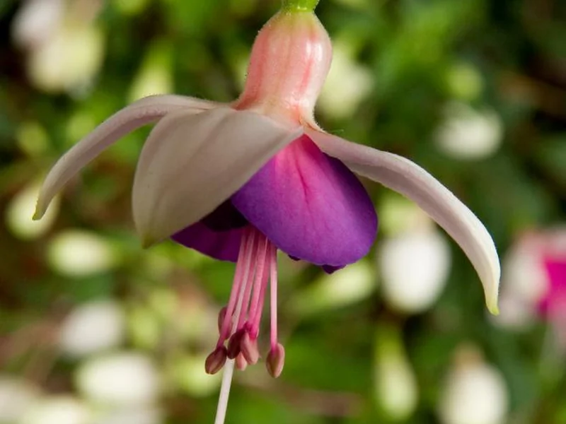La Campanella — Fuchsia