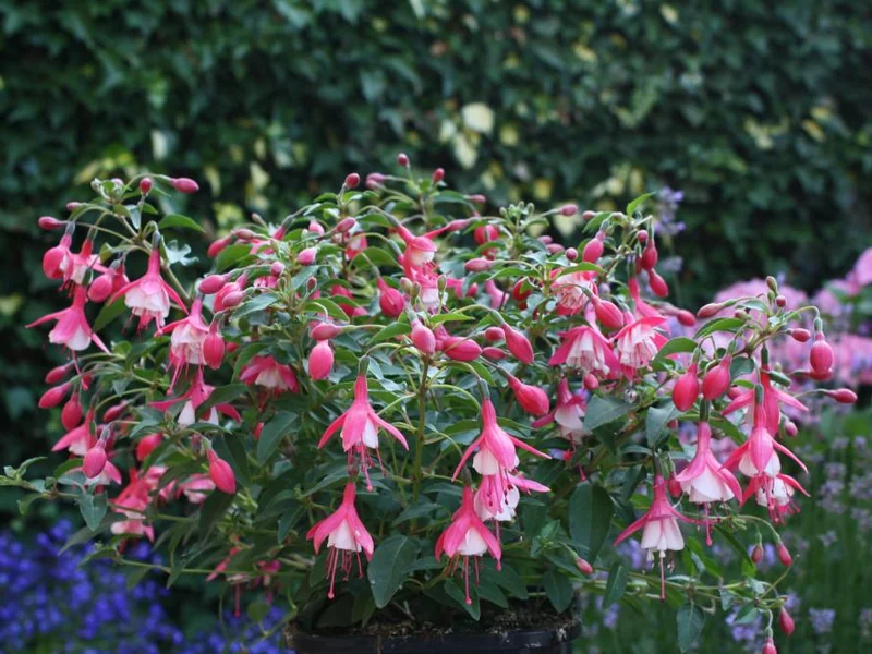 Lady Thumb — Fuchsia
