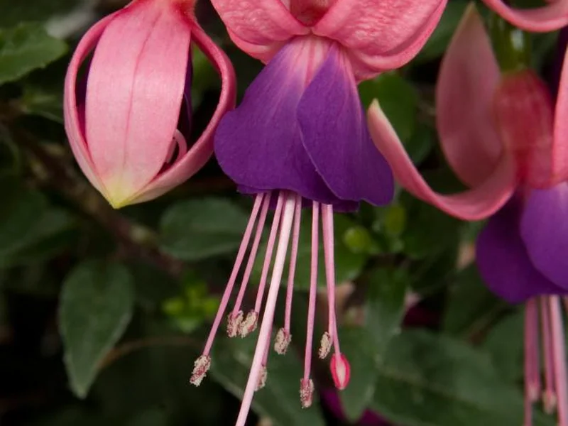 Lambada — Fuchsia