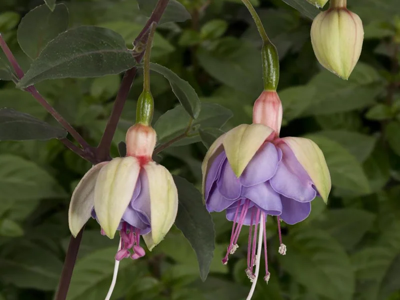 Lena — Fuchsia