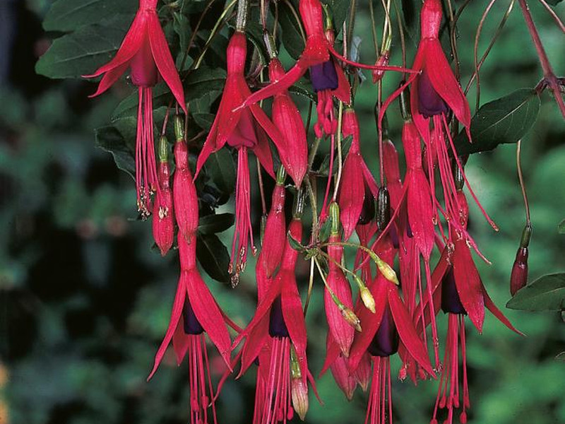 Magellanica Riccartonii — Fuchsia