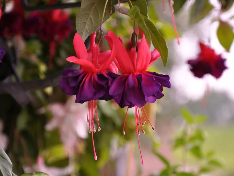 Maori Maid — Fuchsia