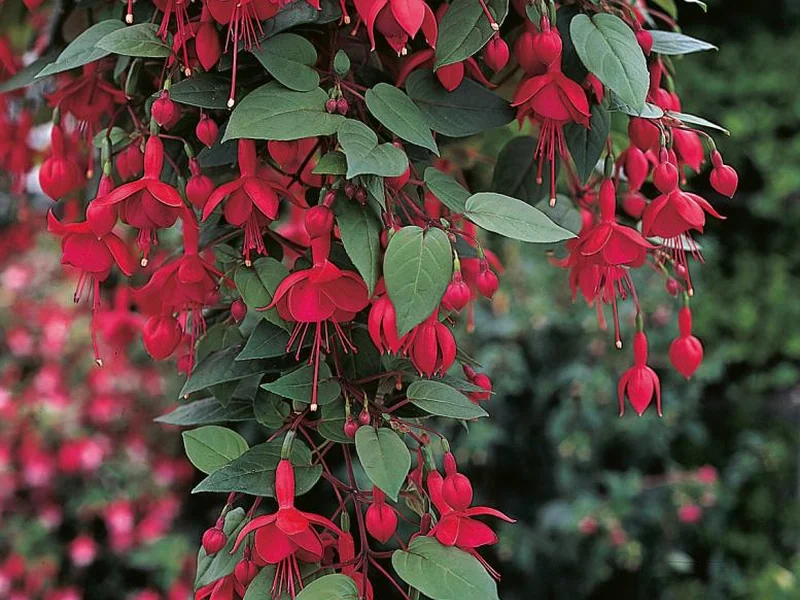 Marinka — Fuchsia