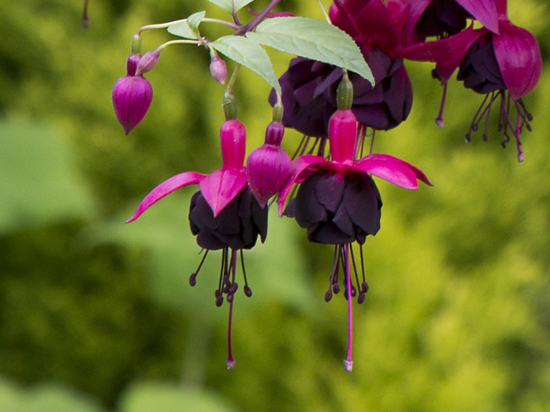 Millennium — Fuchsia