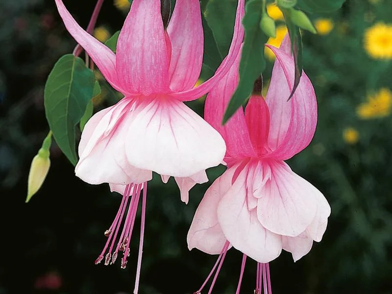 Miss California — Fuchsia