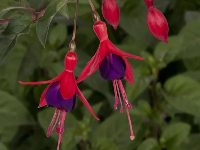 Mrs. Popple — Fuchsia