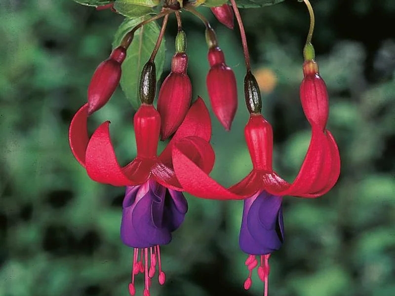Multa — Fuchsia