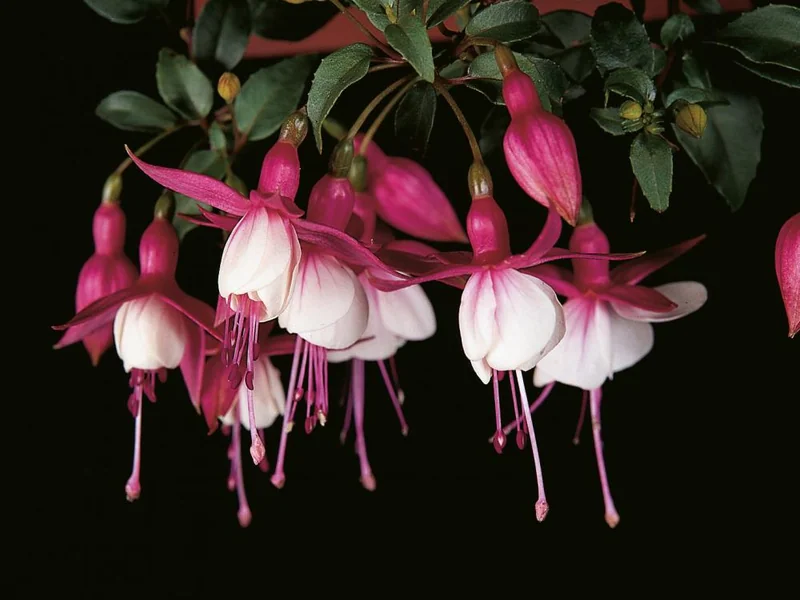 Patio Princess — Fuchsia