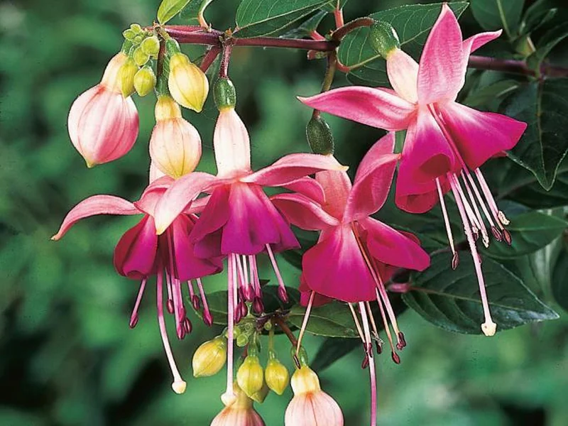 Paula Jane — Fuchsia