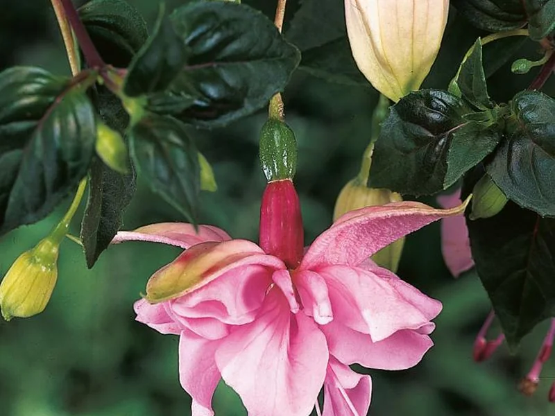 Pink Galore — Fuchsia