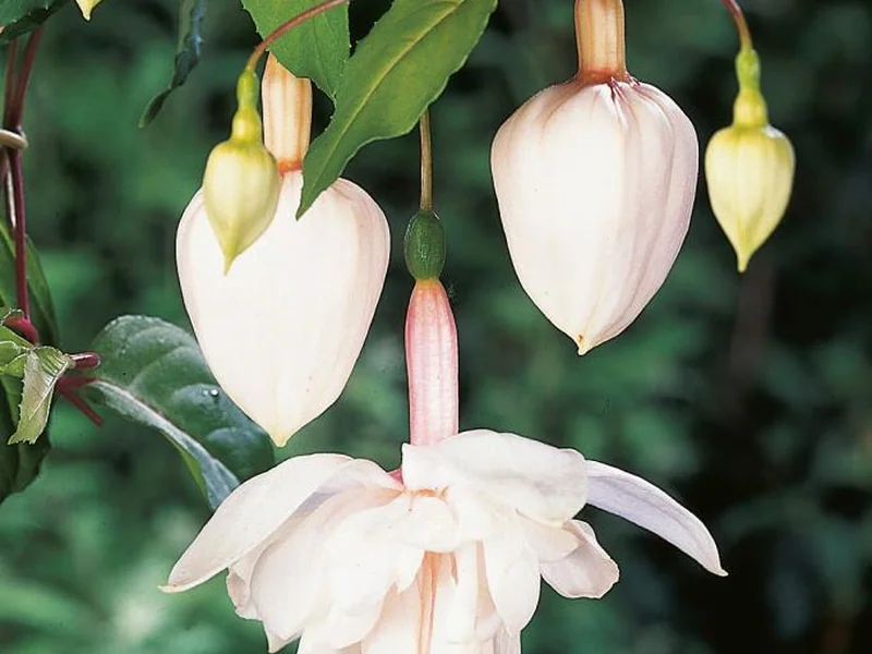 Pink Marshmallow — Fuchsia