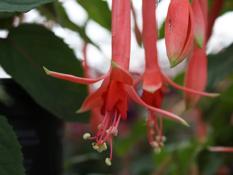 Pour le Menneke — Fuchsia