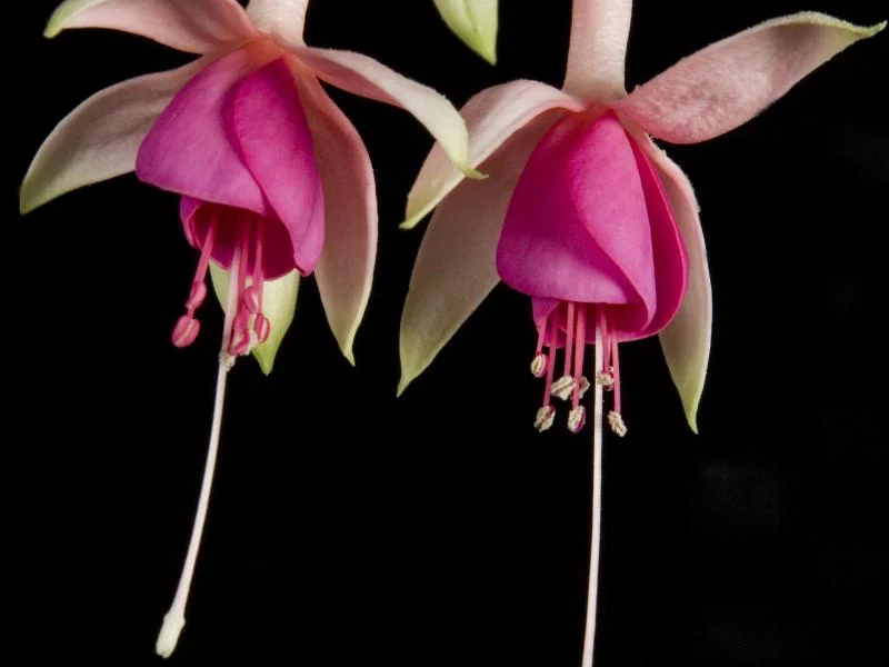 Puts Folly — Fuchsia