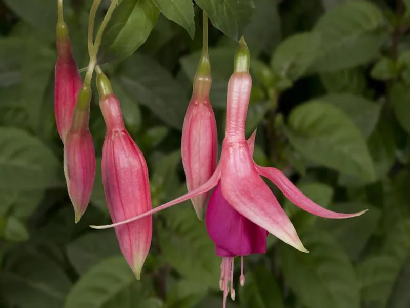 Red Spider — Fuchsia