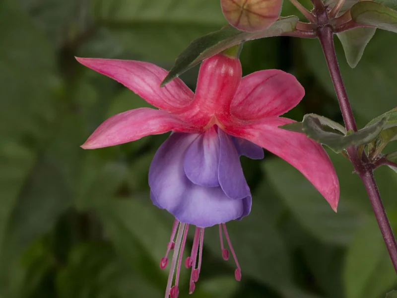 Ringwood Market — Fuchsia