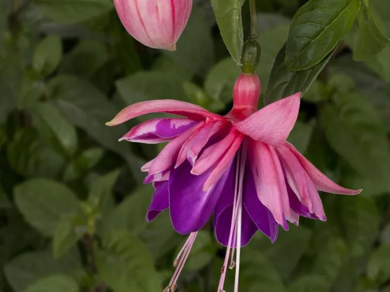 Rocket Fire — Fuchsia
