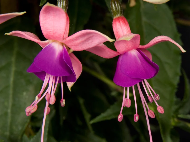 Rosalien — Fuchsia