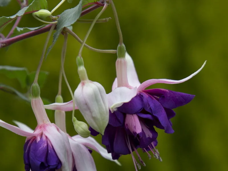 Royal Mosaic — Fuchsia