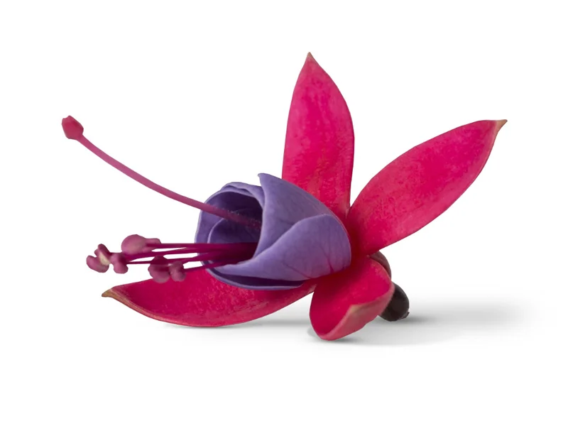 Sarah — Fuchsia