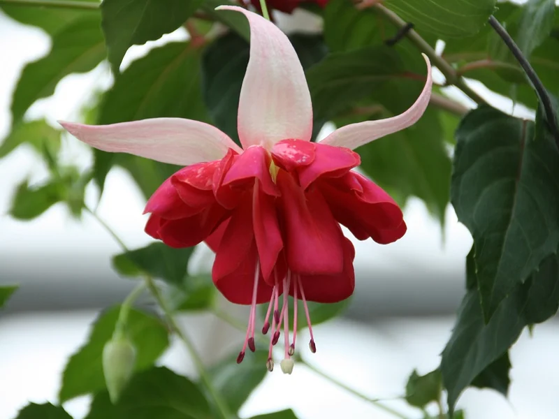 Seventh Heaven — Fuchsia