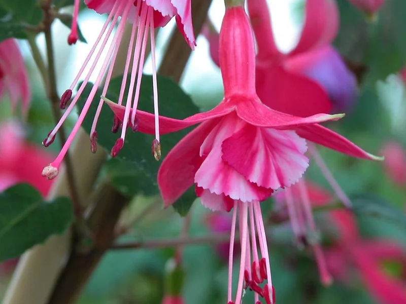 Shrimp Cocktail — Fuchsia