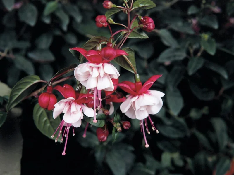 Sir Matt Busby — Fuchsia
