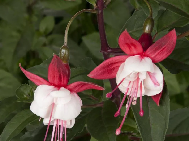 Snowcap — Fuchsia