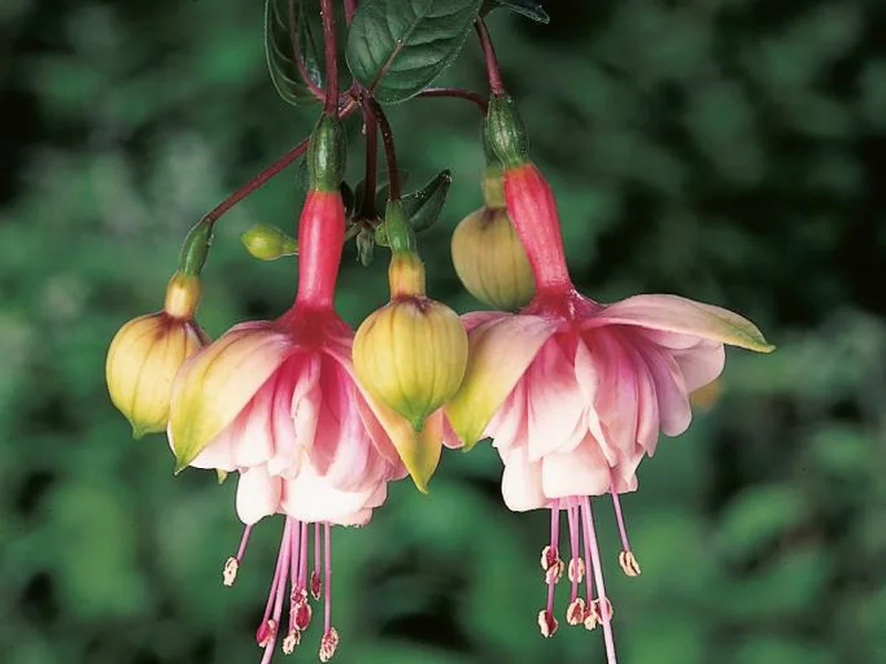 Southgate — Fuchsia