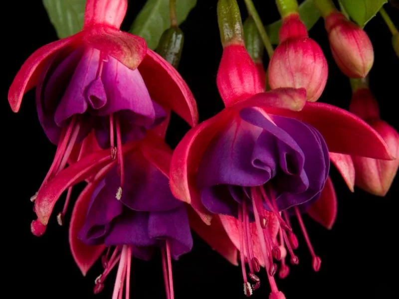 Tom Thumb — Fuchsia