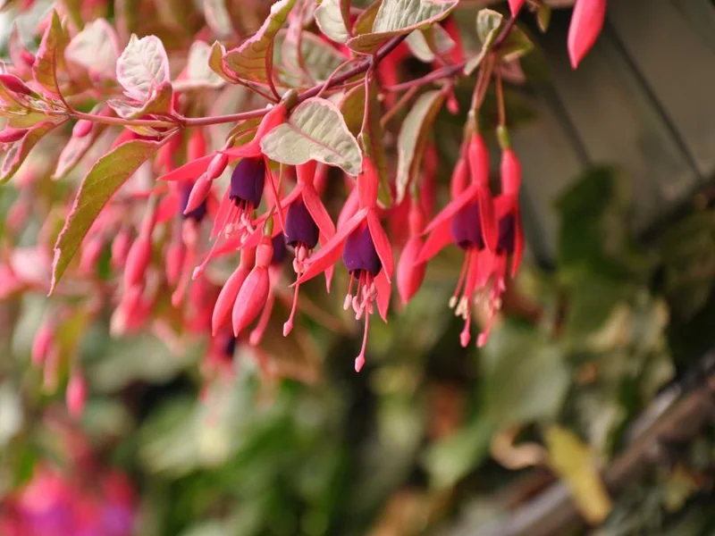 Tom West — Fuchsia