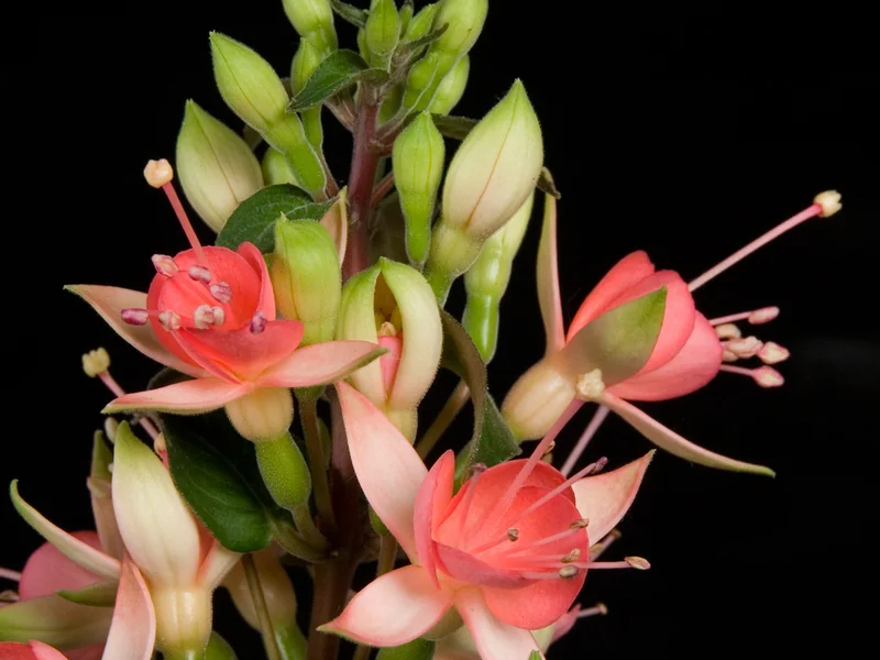 Walz Jubelteen — Fuchsia