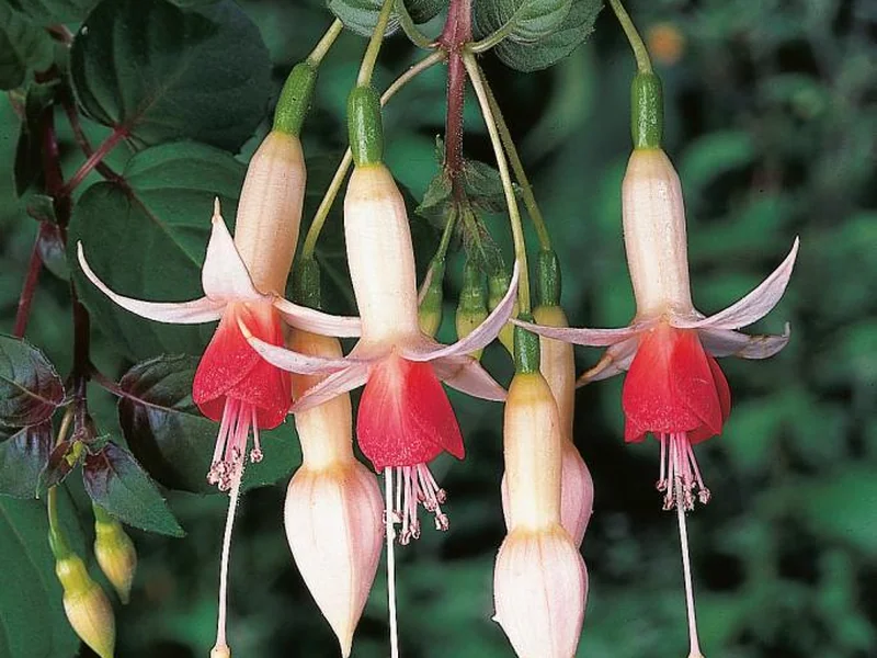 Wassernimpfe — Fuchsia