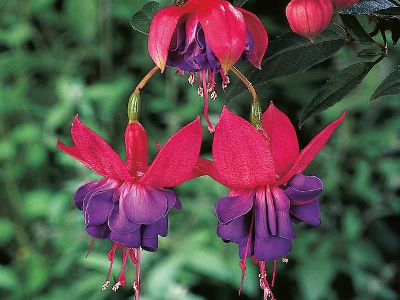 Winston Churchill — Fuchsia