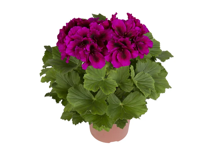 Burghi — Pelargonium Grandiflorum