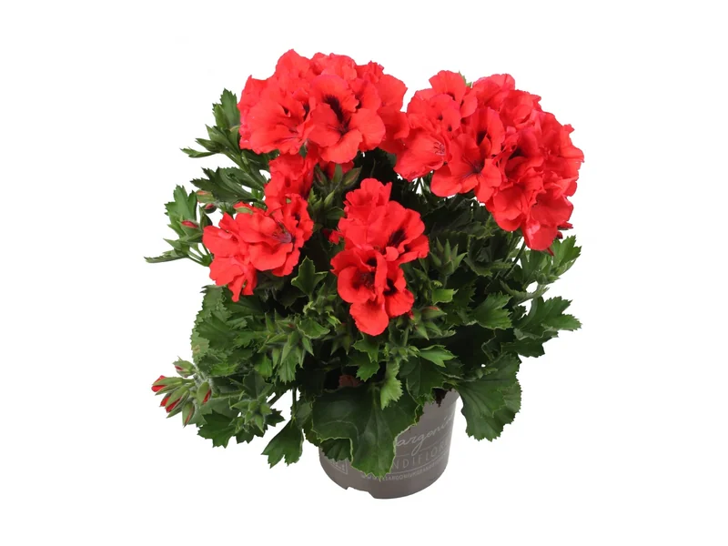 Elegance Anna — Pelargonium Grandiflorum