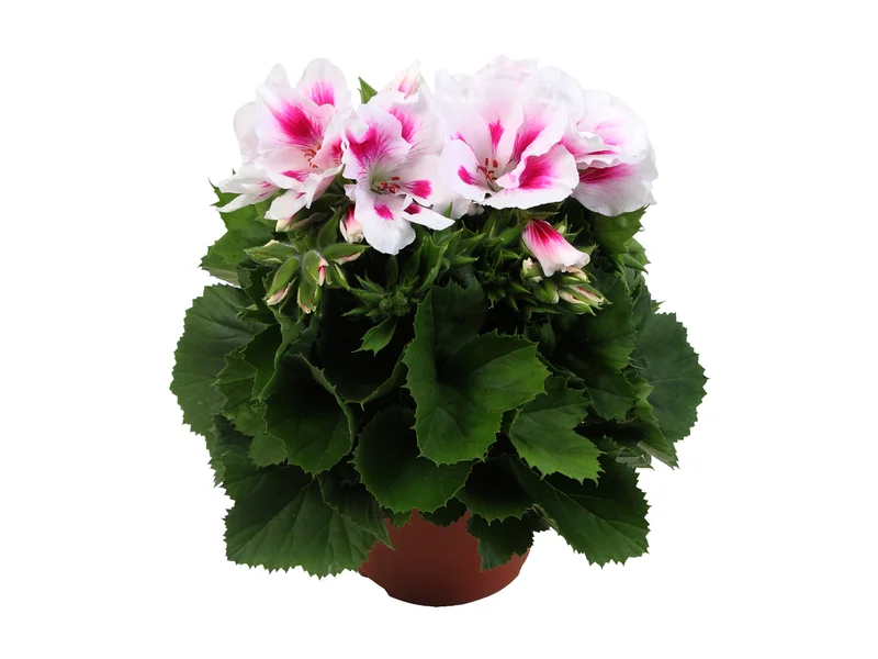 Elegance Belinda — Pelargonium Grandiflorum