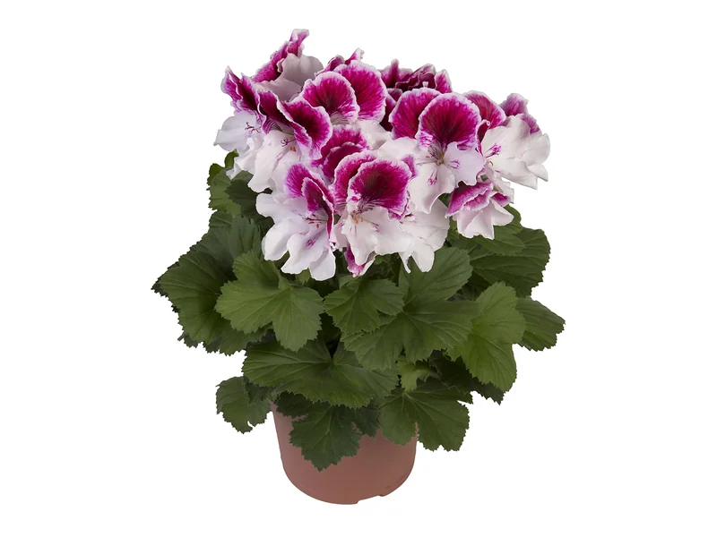 Elegance Bravo — Pelargonium Grandiflorum