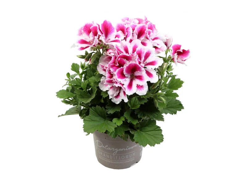 Elegance Charlotte — Pelargonium Grandiflorum