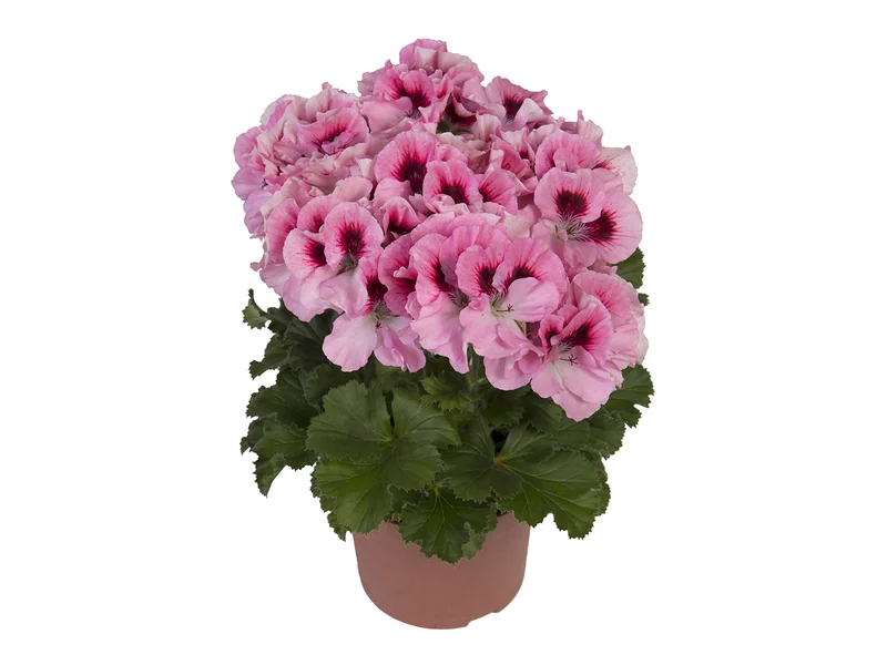 Elegance David — Pelargonium Grandiflorum