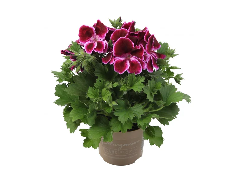 Elegance Denise — Pelargonium Grandiflorum
