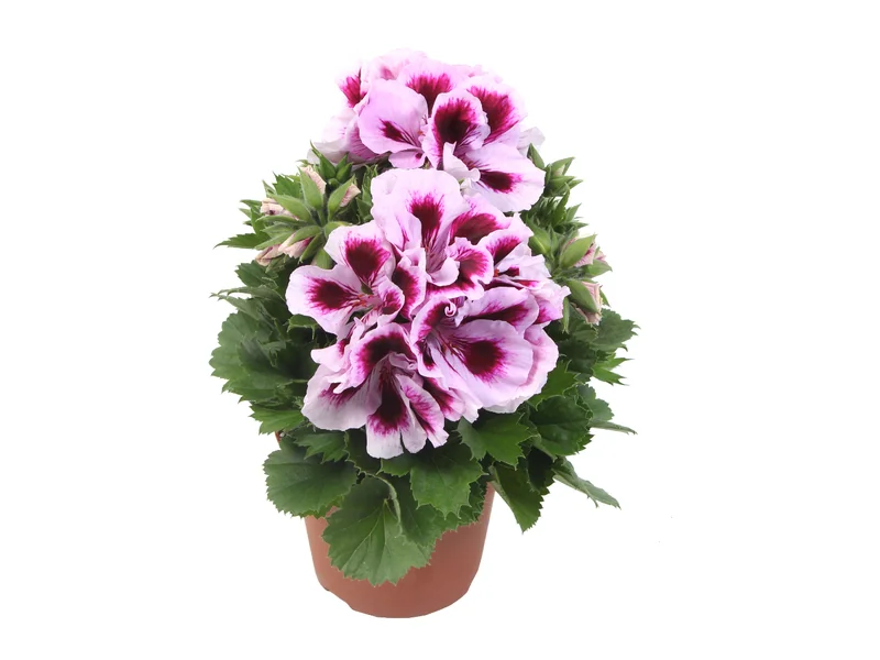 Elegance Emma — Pelargonium Grandiflorum